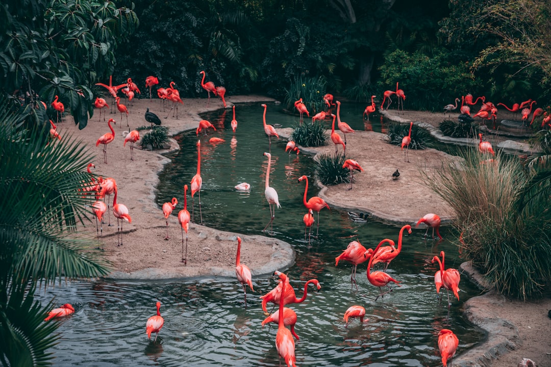 wildlife photography flock of flamingo, Flamingo love