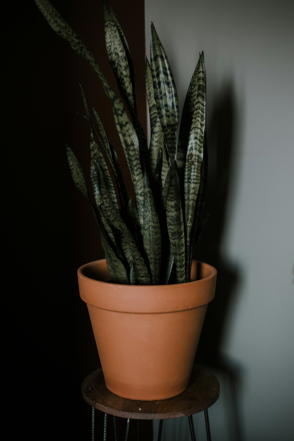 green snake plant