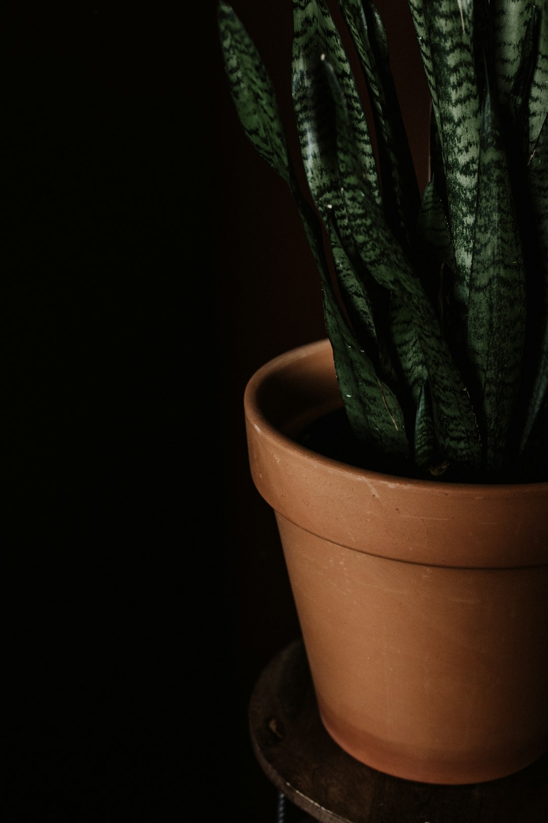snake plant in brown clay pot