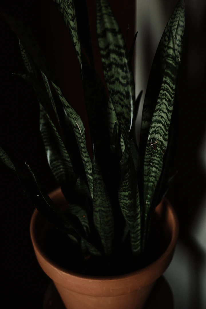 Sansevieria snake plant with upright blades in a brown terracotta pot, dark studio backdrop