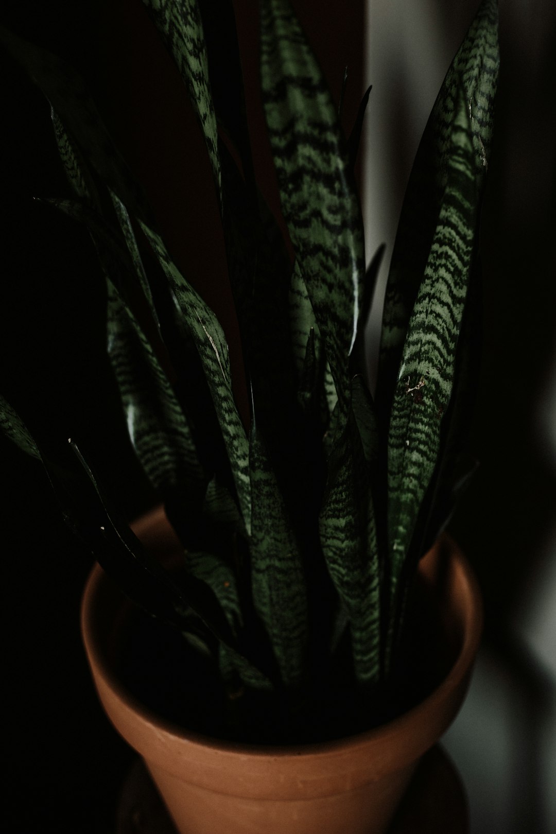 brown potted green snake plant