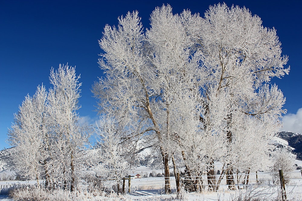 white bare trees under blue sky