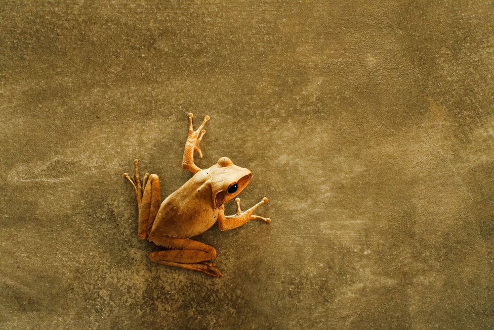 Photographie à mise au point peu profonde de grenouille brune