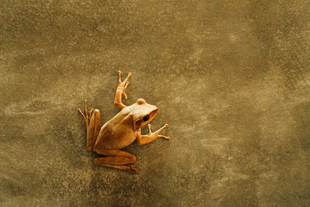 갈색 개구리의 얕은 초점 사진