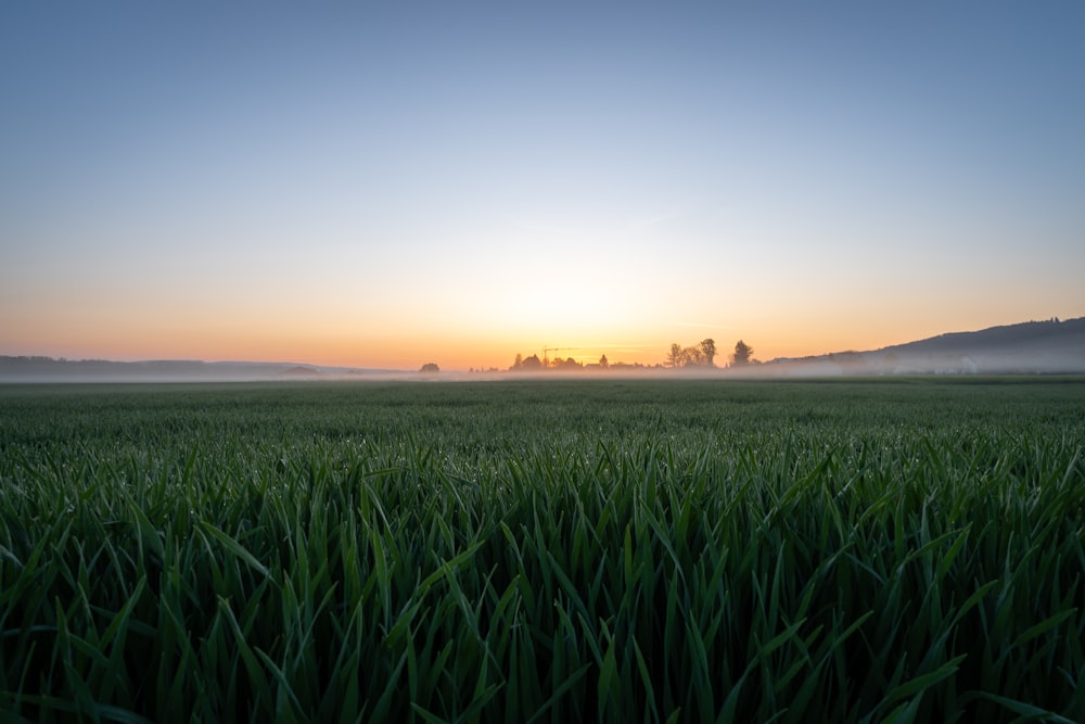 green grass field under sunset