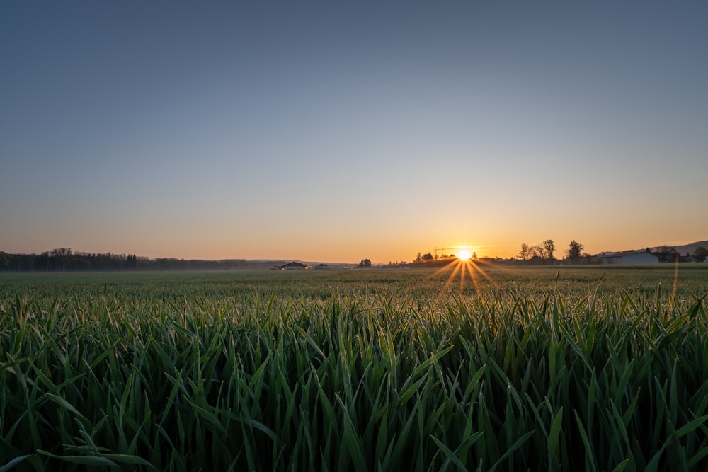 Fotografía de paisaje de hierba durante la puesta de sol