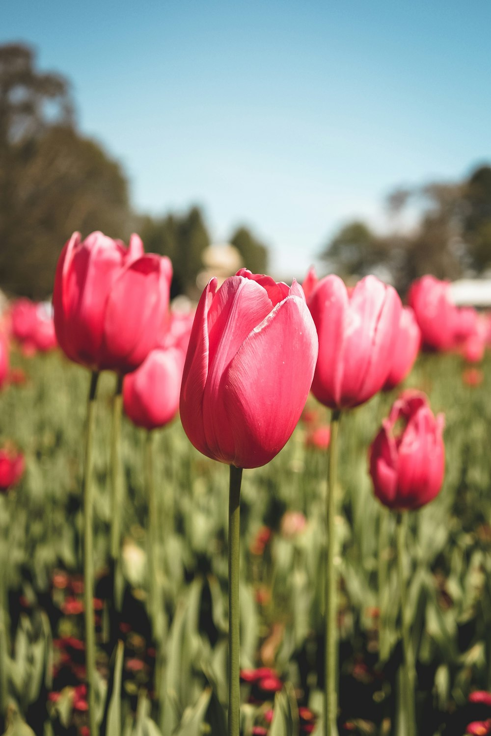 Nahaufnahme von roten Tulpenblüten