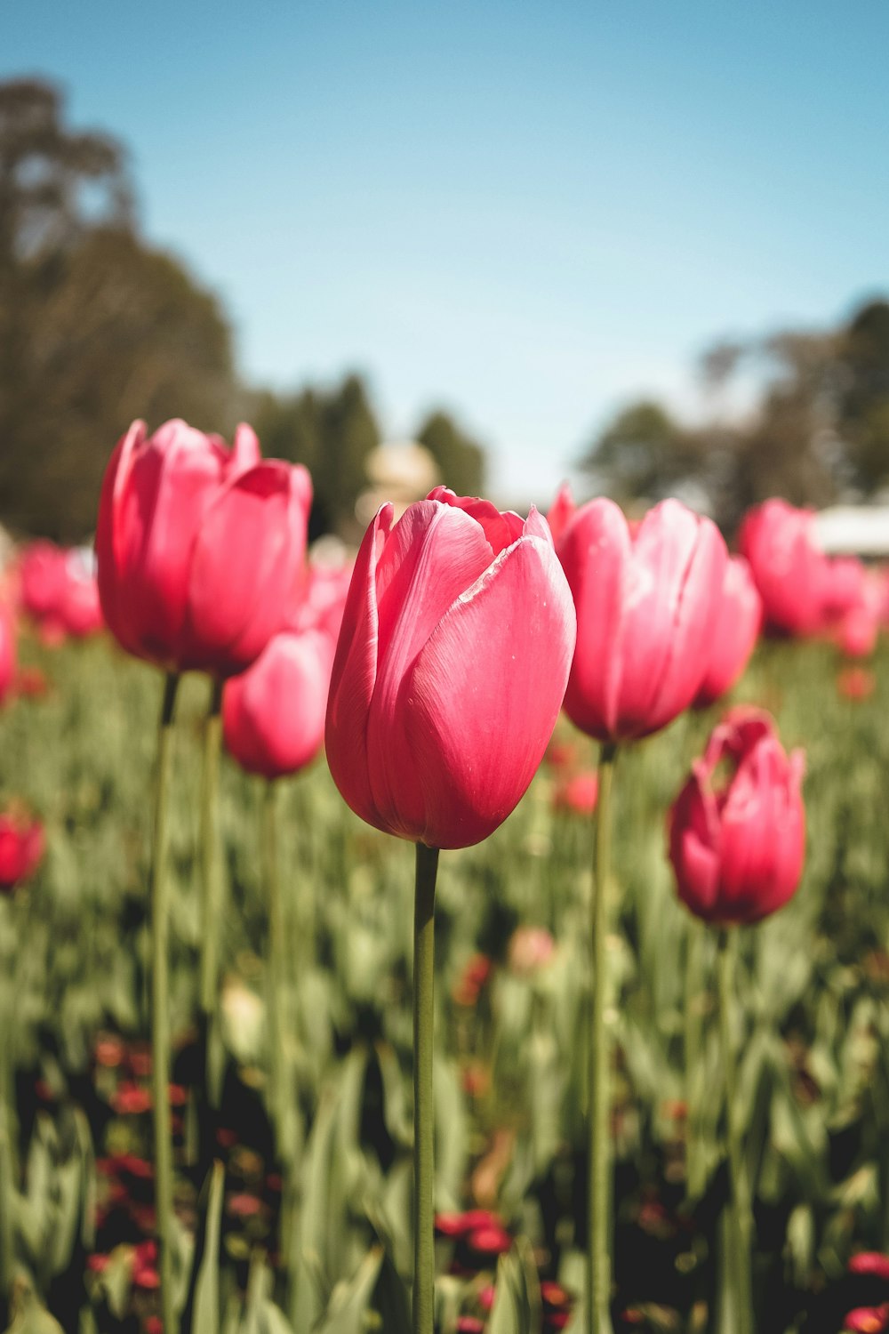 closeup photography of red tulip flowers