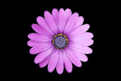 top view photo of purple daisy