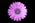 top view photo of purple daisy