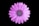 top view photo of purple daisy