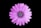 top view photo of purple daisy