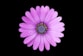 top view photo of purple daisy