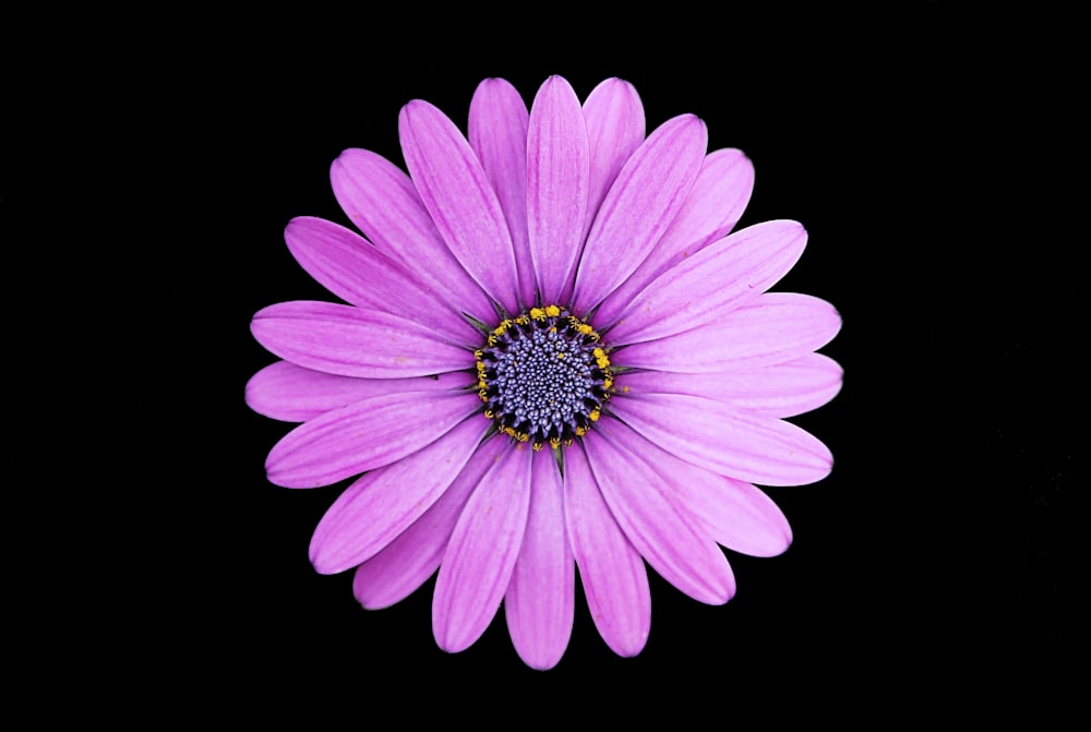 top view photo of purple daisy