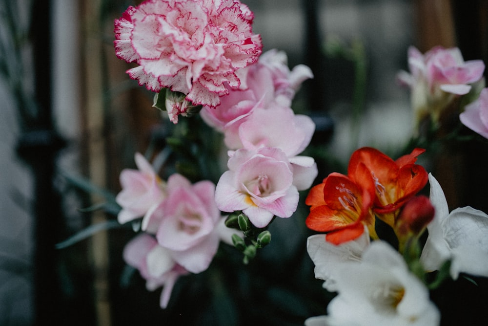 photo of pink and orange petaled flowers