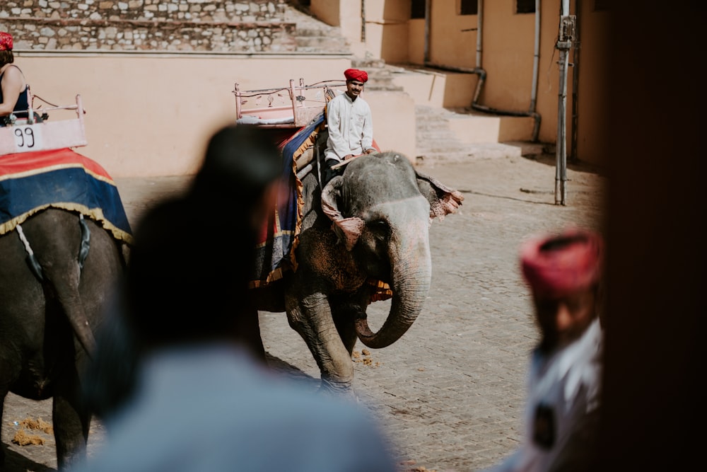 person riding on gray elephant