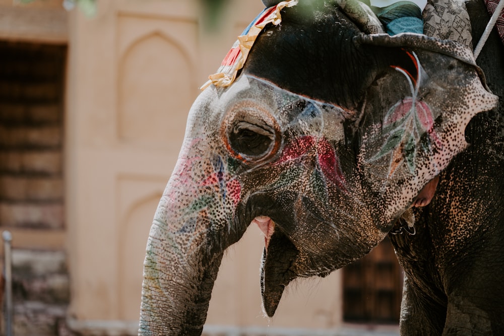 gray elephant with floral paint