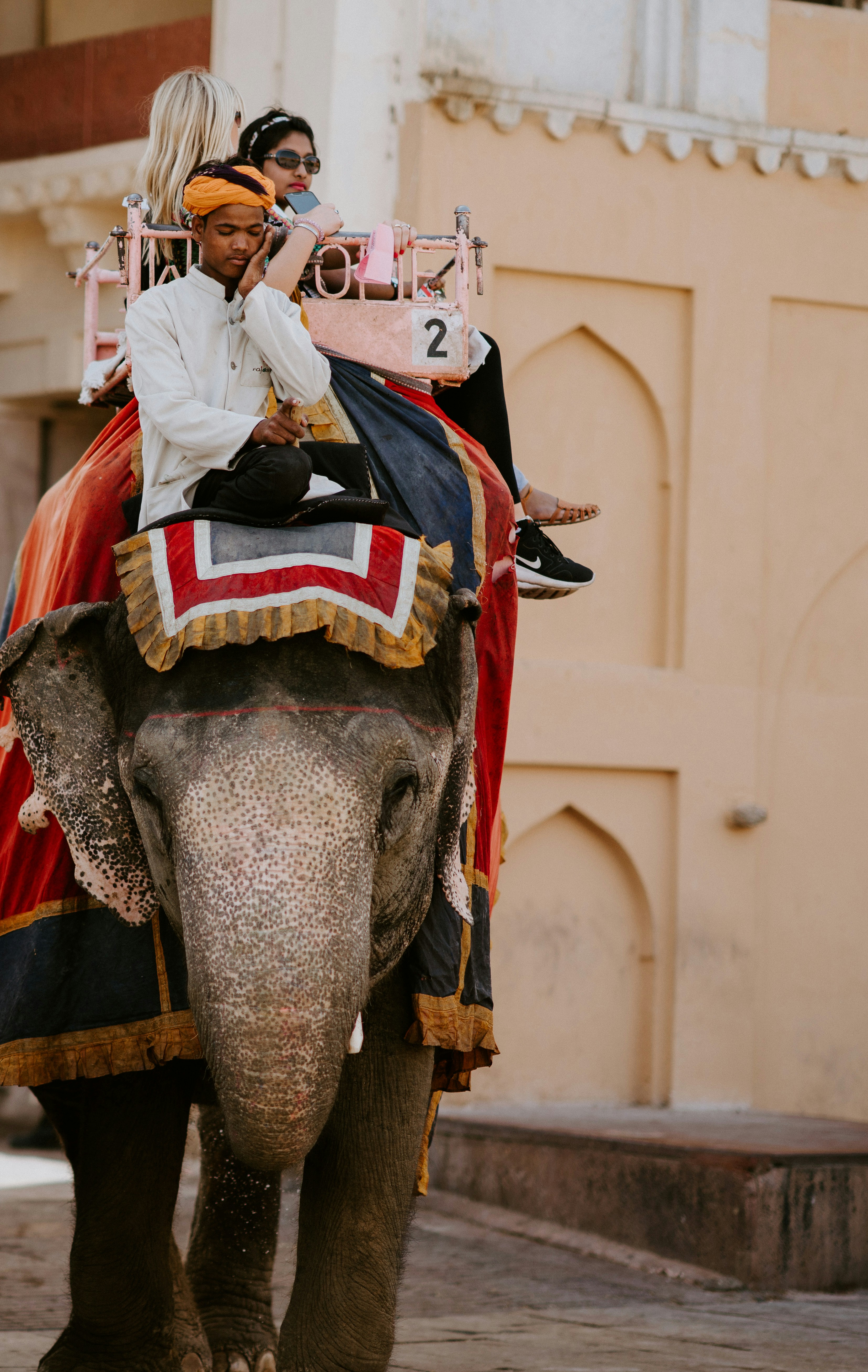 Elephant Ride Pictures Download Free Images On Unsplash