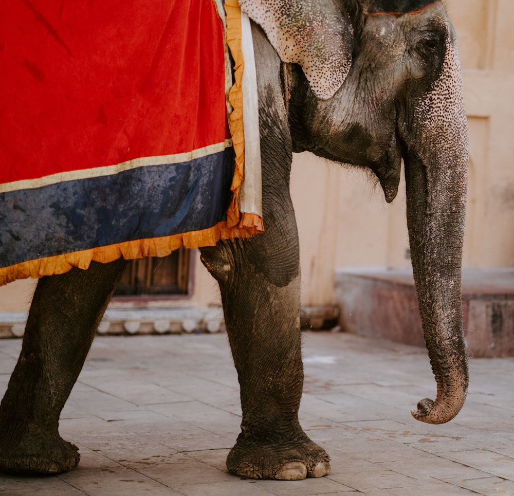 Fotografía de elefante caminando