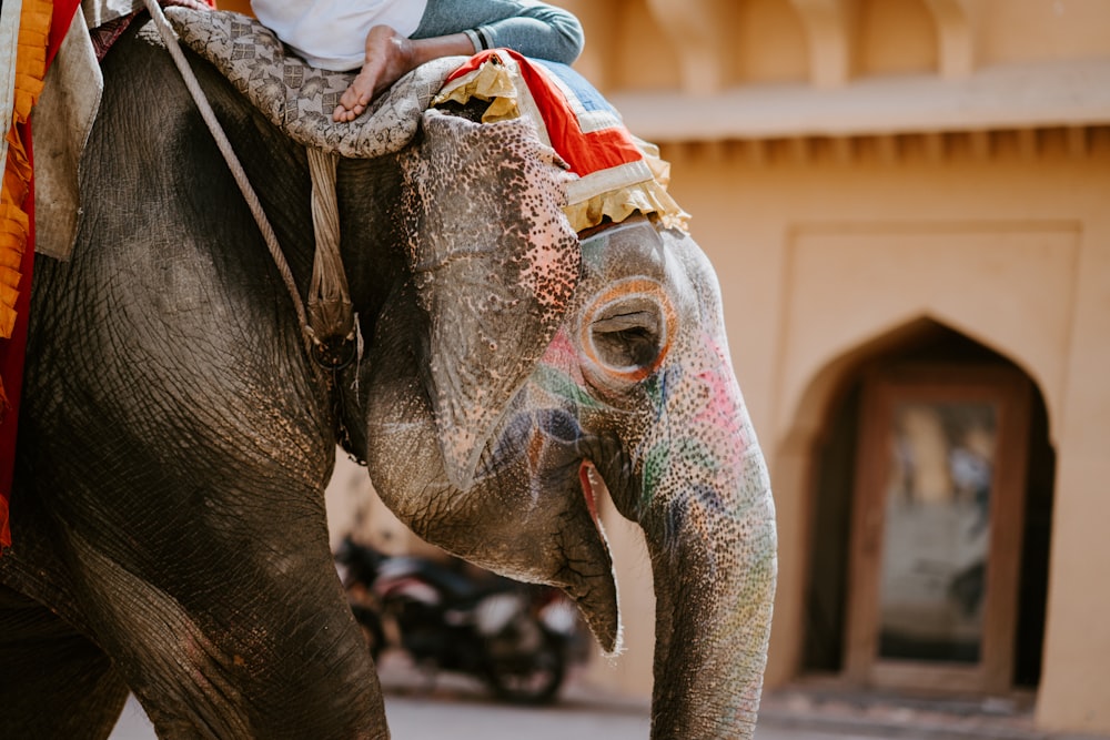 photo en gros plan d’une personne chevauchant un éléphant