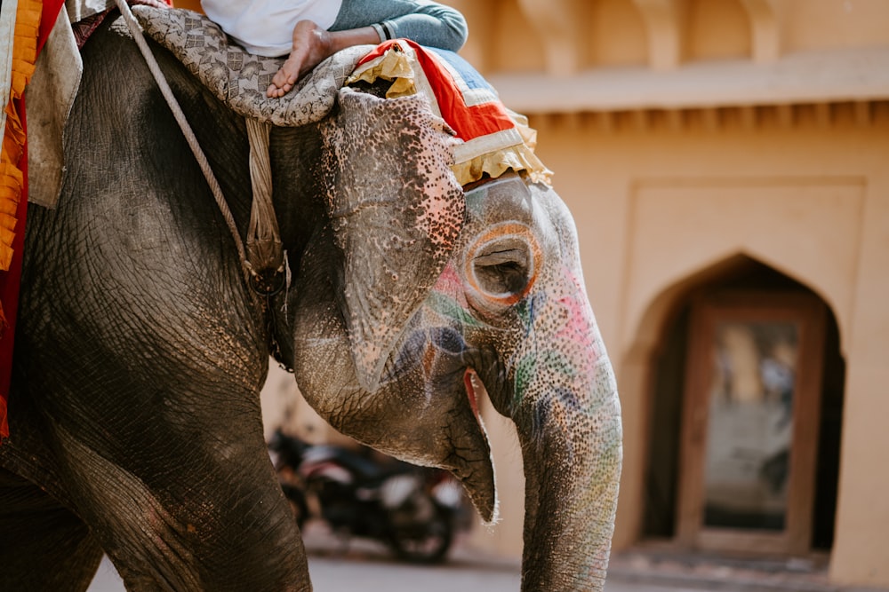 Nahaufnahme einer Person, die auf einem Elefanten reitet