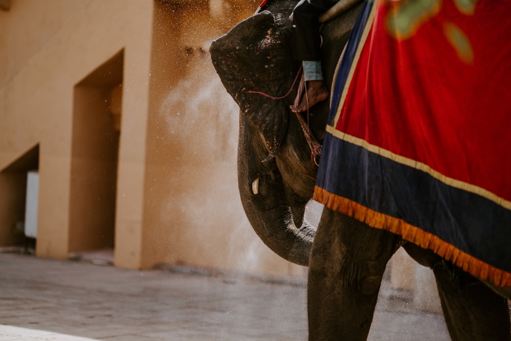 Eine Nahaufnahme eines Elefanten, der Wasser auf seinen Rücken sprüht