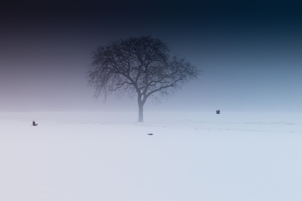 snow covered lone tree