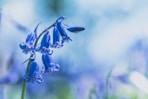 downright blue flowers