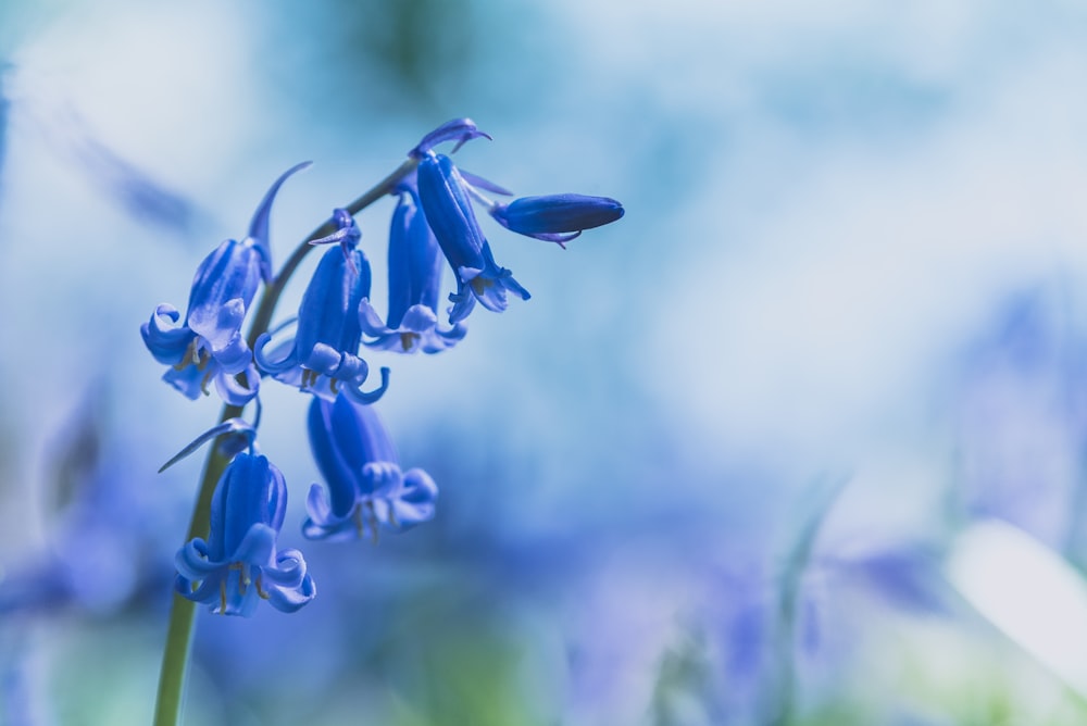 downright blue flowers