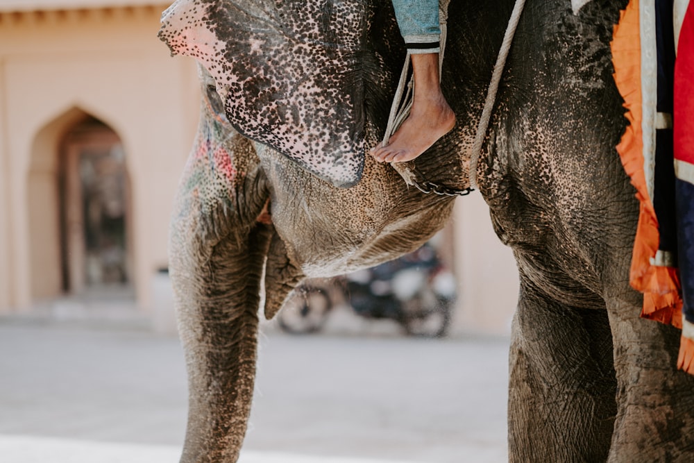 person riding brown elephant