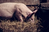 white pig on barn