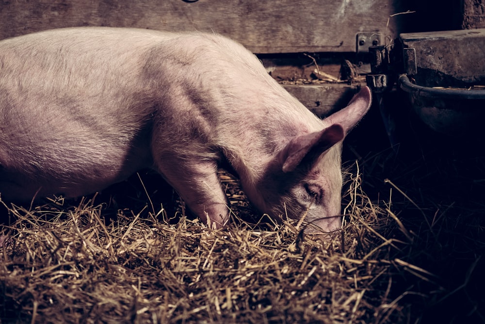 white pig on barn