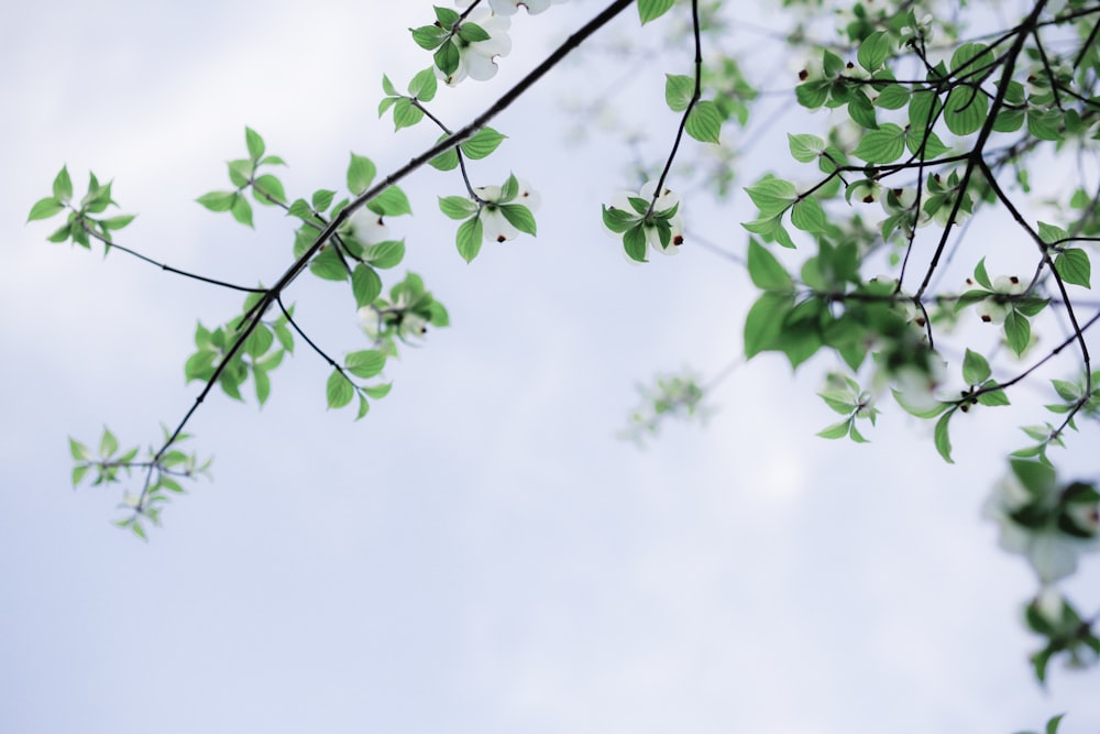 close-up photography of green leafed plant