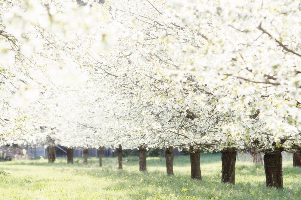 fila di alberi dai petali bianchi