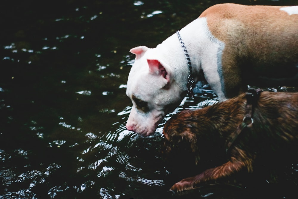 dog drinking from body of water