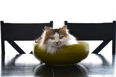 Close-up of a cat eating from a modern bowl in a cozy kitchen setting.