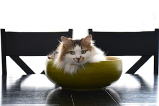A cozy scene showing a cat lounging beside a stylish feeding bowl on a soft rug.