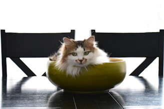 Cozy home scene with a cat enjoying its meal from beautifully designed bowls.