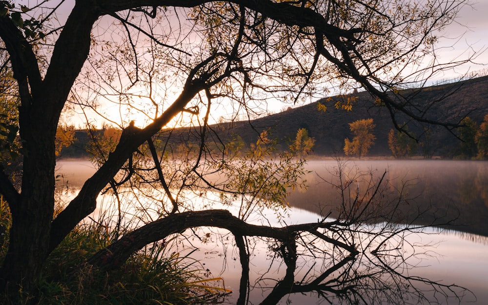 tree near body of water and hill at distance