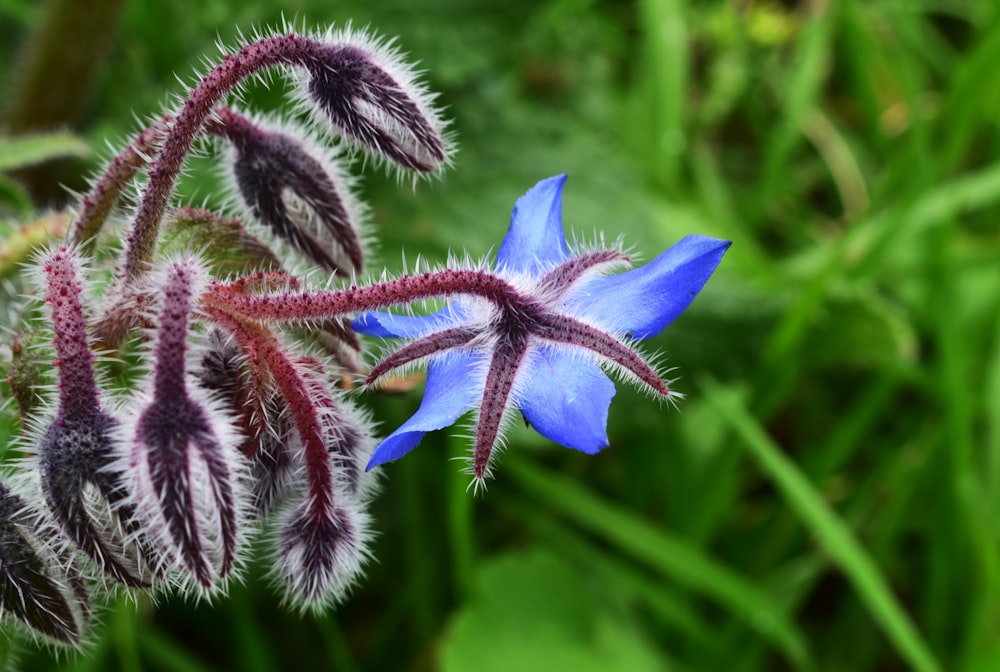 blue-petaled flower