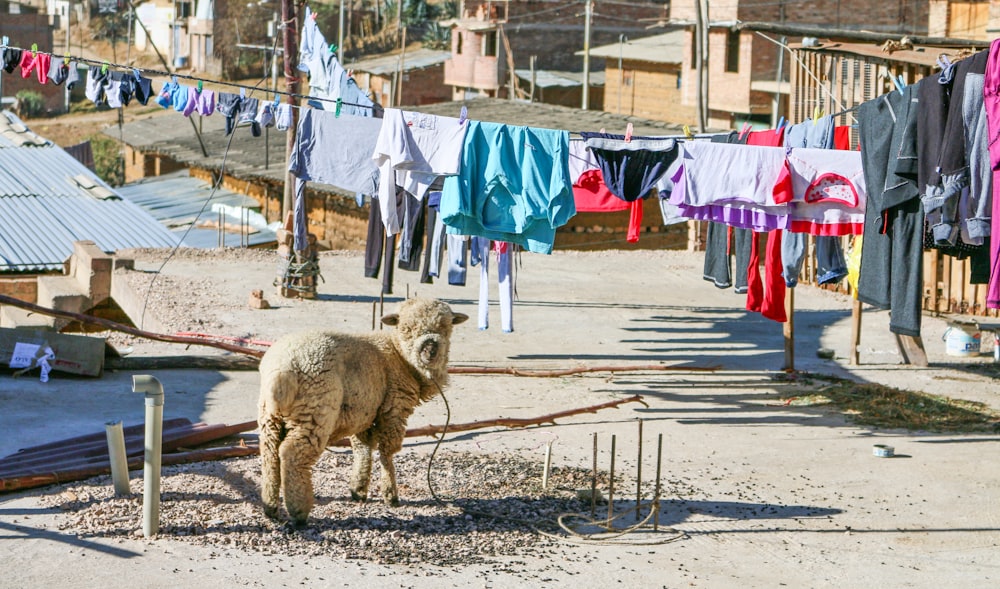 beige sheep near hang clothes and houses at daytime