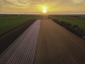 An expansive agricultural field stretches towards the horizon, with neat rows of crops visible in various sections. The sun sets on the horizon, casting a warm golden light over the landscape. Wind turbines are faintly visible in the distance, while trees outline sections of the fields, adding depth to the pastoral scene.
