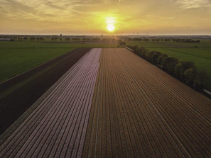 Expansive agricultural land with rows of crops stretching towards the horizon at sunset