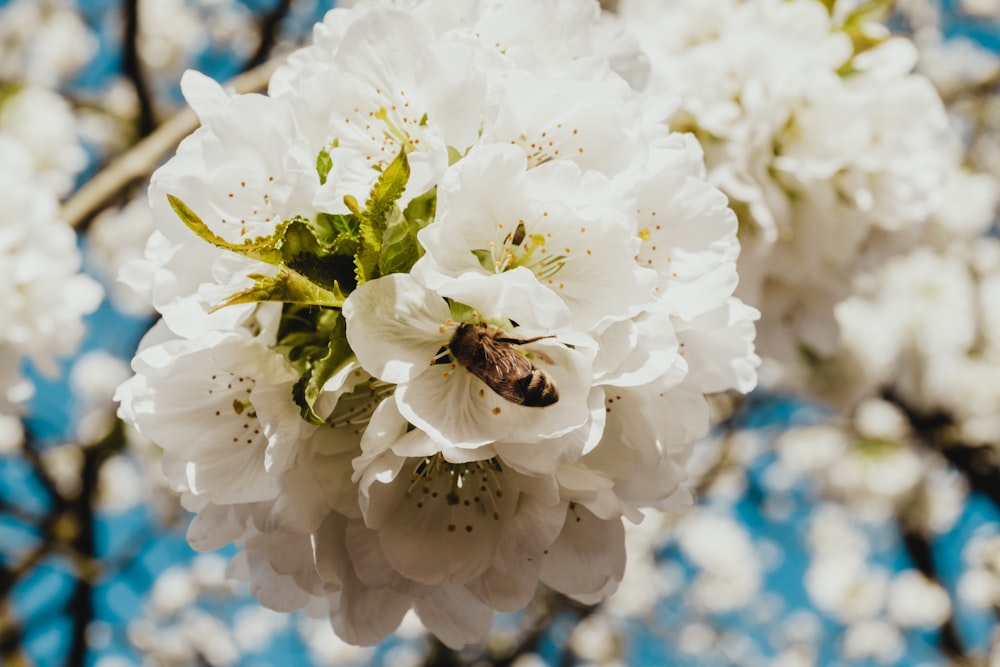 brown bee on white petaled flower