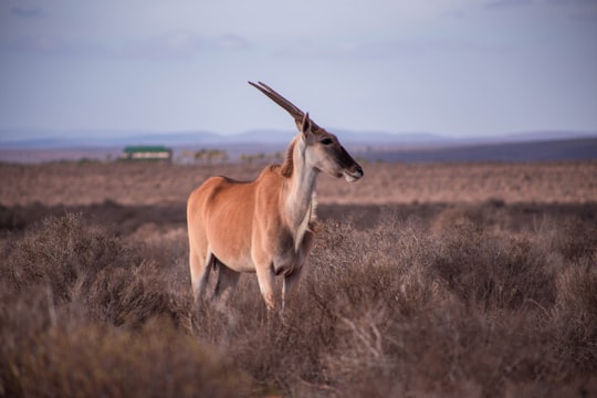 selective focus photography of brown antelope in Vredendal South Africa