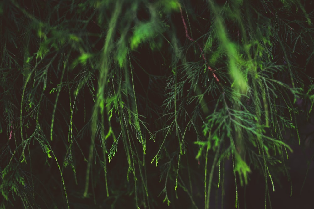 green and black leaf plant