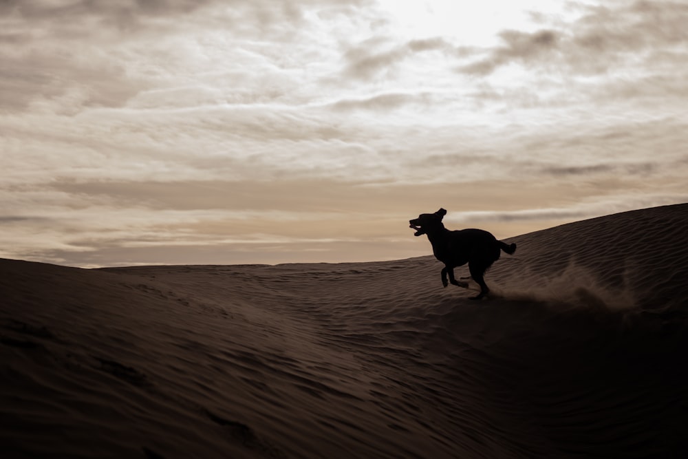 Silueta de perro en el desierto