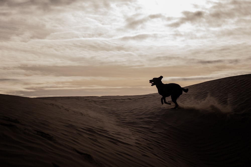 silhouette of dog on desert