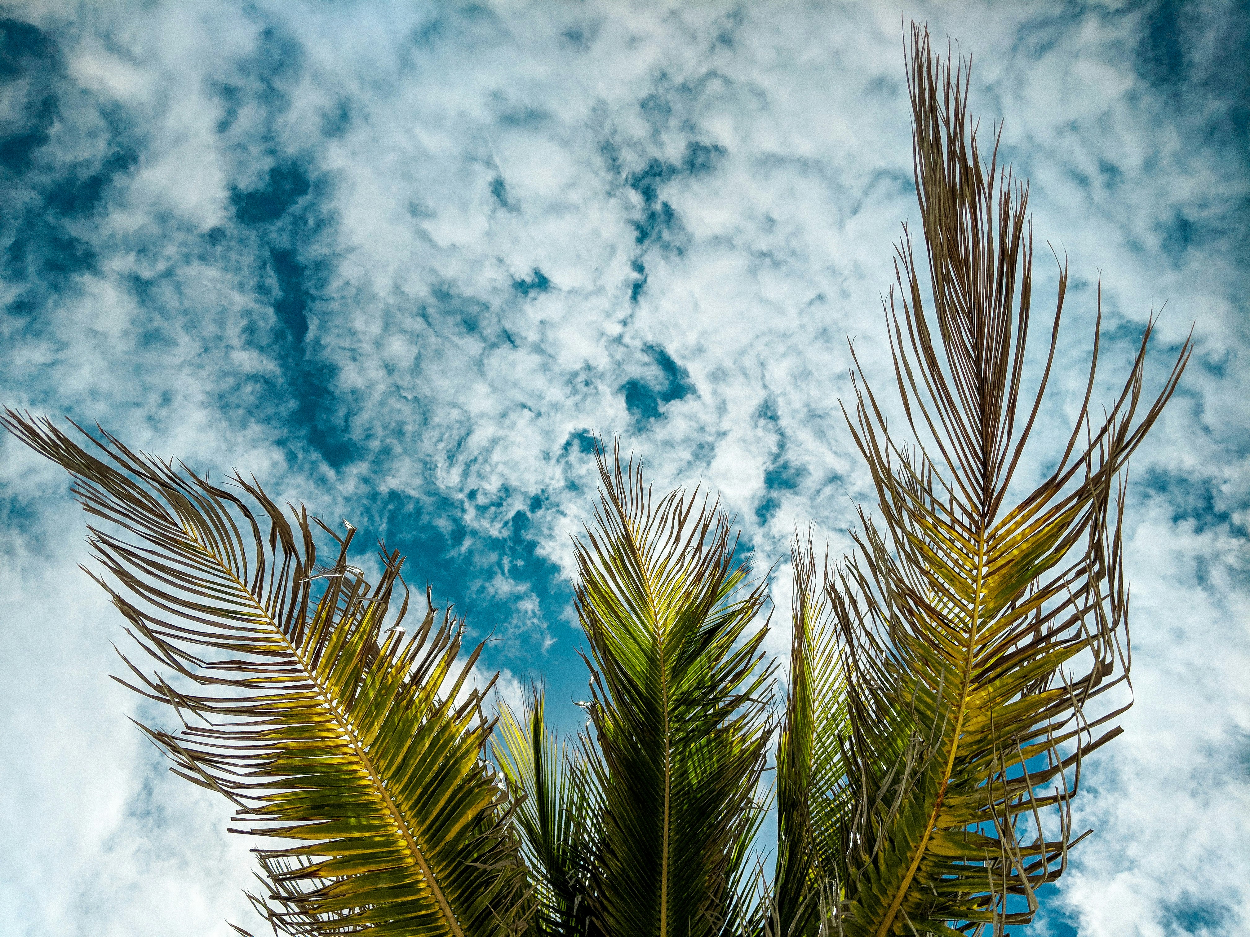 green coconut tree during daytime