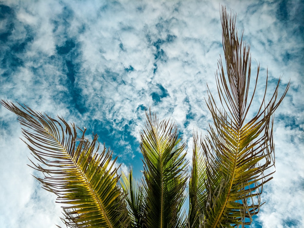 green coconut tree during daytime